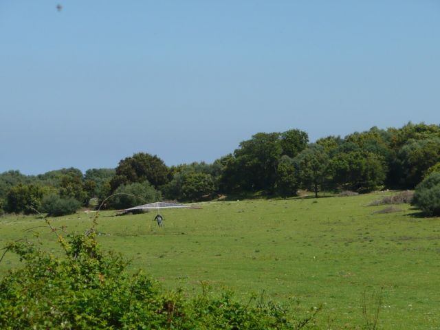 Bartavailes en Corse avril 2010 a 026.JPG